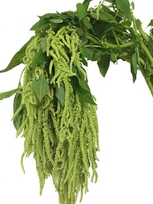 Hanging Amaranthus | Green (Bunch of 10)
