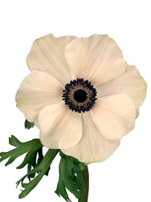 Anemone | White + Black (Bunch of 10)