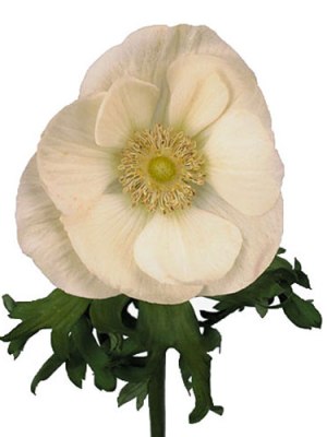 Anemone | White + Green (Bunch of 10)