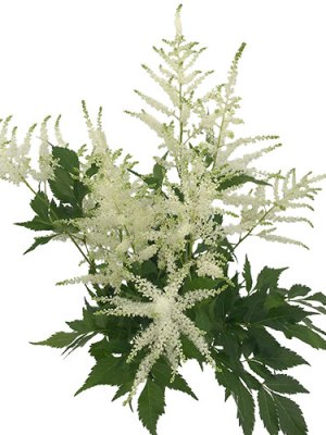 Astilbe (Bunch of 10)