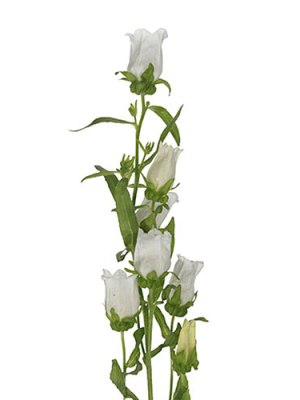 Campanula | White (Bunch of 10)