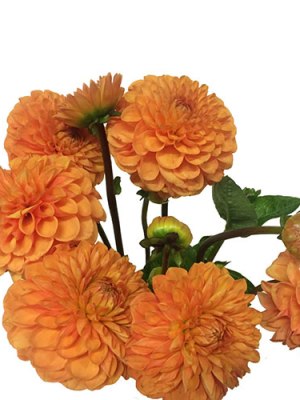 Dahlia | Orange (Bunch of 5)