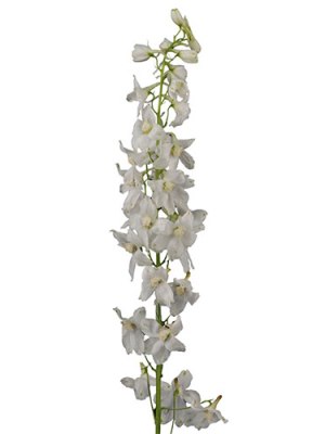 Delphinium | White (Bunch of 10)