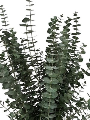 Eucalyptus Spiral (Bunch of 10)