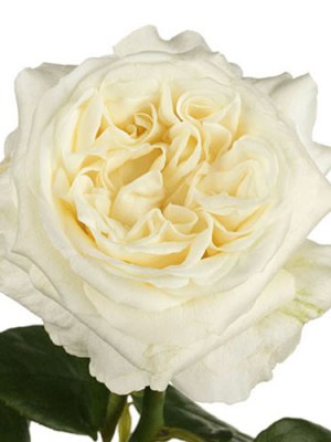 Garden Rose | White (Bunch of 12)