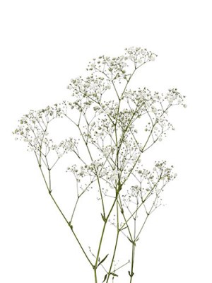 Baby's Breath (Bunch of 8)