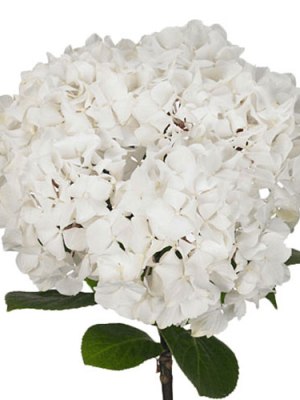Hydrangea | White (Bunch of 5)