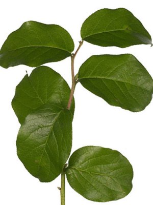 Salal (Bunch of 10)
