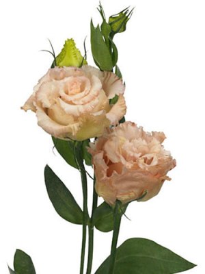 Lisianthus | Peach (Bunch of 10)