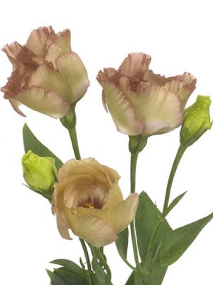Lisianthus | Brown (Bunch of 10)