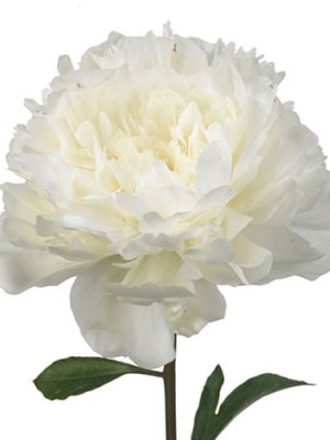Peony | White (Bunch of 5)