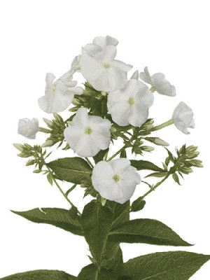 Phlox (Bunch of 10)