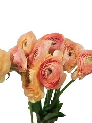 Ranunculus | Salmon (Bunch of 10)