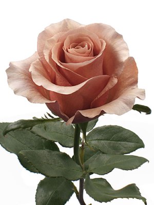 Moab Rose (Bunch of 25)