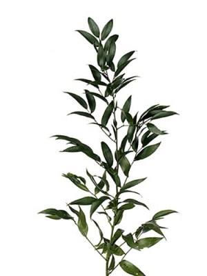 Italian Ruscus (Bunch of 10)