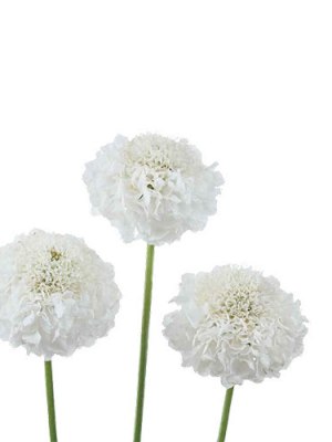 Scabiosa (Bunch of 10)
