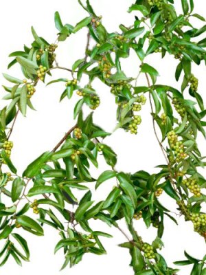 Smilax (Bunch of 10)