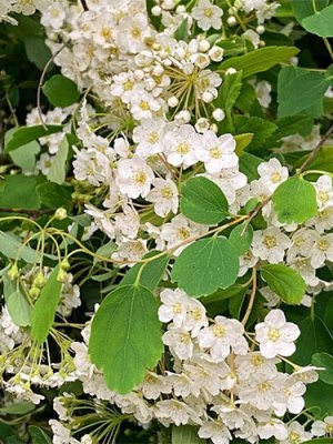 Spirea (Bunch of 10)