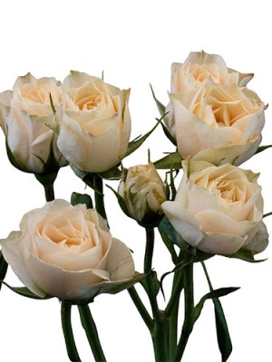 Spray Roses | Peach (Bunch of 10)