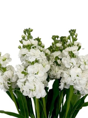 Stock | White (Bunch of 10)