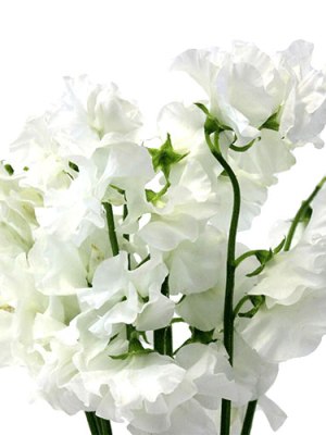 Sweet Pea | White (Bunch of 10)